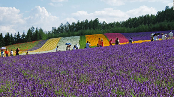 thắng cảnh chỉ có tại Nhật Bản,Vườn Kawachi Fuji,Trang trại hoa oải hương,Thác Nachi,Hồ Koya,Gokayama,Công viên Hitachi Seaside