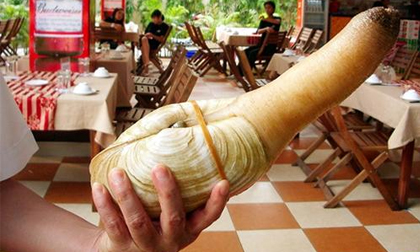 Cận cảnh bắt ốc vòi voi, tu hài to, con vật giống dương vật 