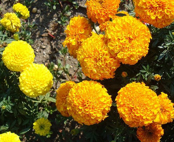 hoa có thể dùng nấu ăn, hoa nấu ăn, dùng hoa nấu ăn, hoa, tin ngoi sao