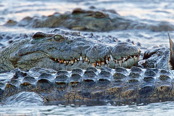 hà mã tấn công cá sấu, hà mã, cá sấu, động vật, nhiếp ảnh, ảnh đẹp