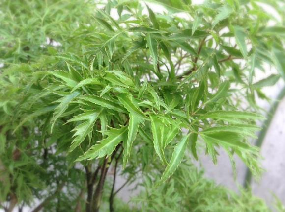nổi mẩn ngứa, da mẩn ngứa, chữa mẩn ngứa, lá thuốc, mẩn ngứa mùa hè
