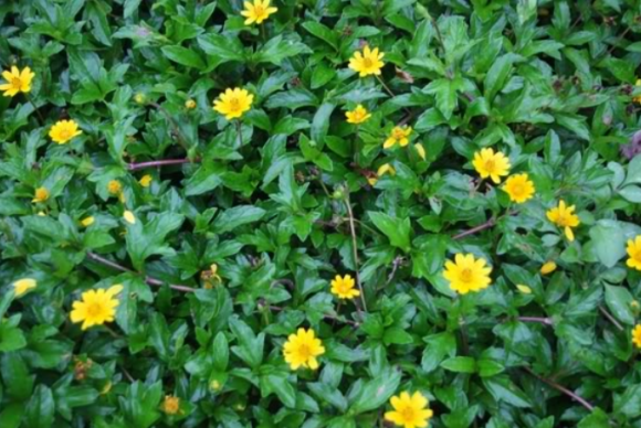 nổi mẩn ngứa, da mẩn ngứa, chữa mẩn ngứa, lá thuốc, mẩn ngứa mùa hè