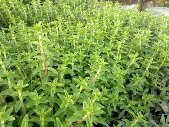 nổi mẩn ngứa, da mẩn ngứa, chữa mẩn ngứa, lá thuốc, mẩn ngứa mùa hè