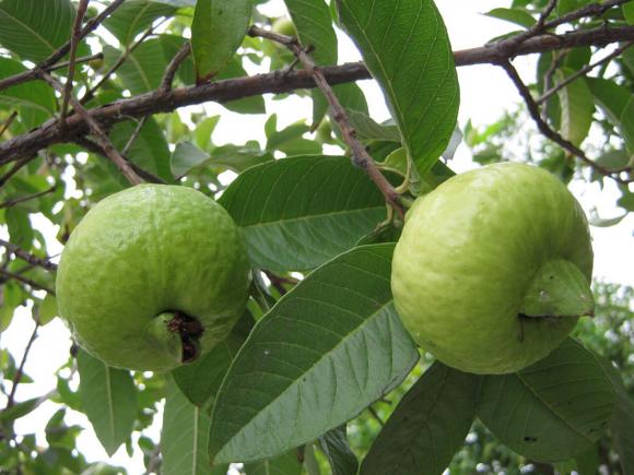 nổi mẩn ngứa, da mẩn ngứa, chữa mẩn ngứa, lá thuốc, mẩn ngứa mùa hè