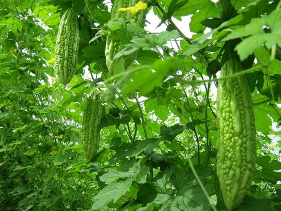 nổi mẩn ngứa, da mẩn ngứa, chữa mẩn ngứa, lá thuốc, mẩn ngứa mùa hè
