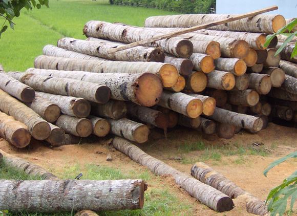 cây dừa, tác dụng của cây dừa, công dụng của cây dừa, tin ngoi sao