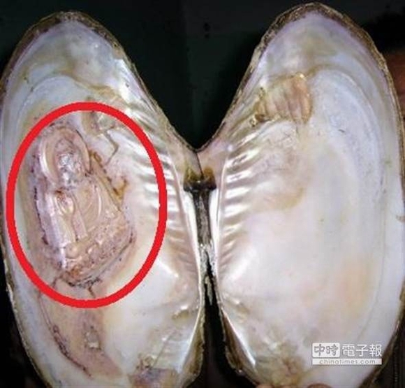 hình phật in trên vỏ trai, phật xuất hiện, kỳ lạ, chuyện lạ, tin ngôi sao