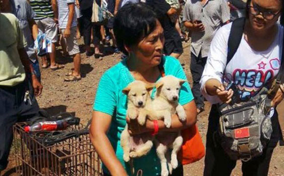 mua 100 con chó để khỏi bị giết,bảo vệ động vật,một phụ nữ mua 100 con chó