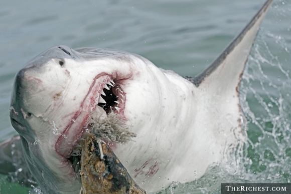 cuộc chiến đẫm máu, cuộc chiến đẫm máu giữa người và cá mập, người và cá mập, cá mập, con người, tin, bao