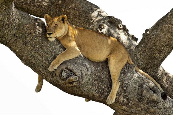 sư tử,sư tử ngủ vắt vẻo trên cây,sư tử ngủ trên cây tránh nắng