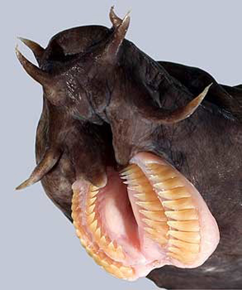 Hàm răng đáng sợ, Ham rang dang so, Loài vật sở hữu hàm răng đáng sợ nhất hành tinh, Chuyện lạ thế giới, Chuyện lạ 4 phương