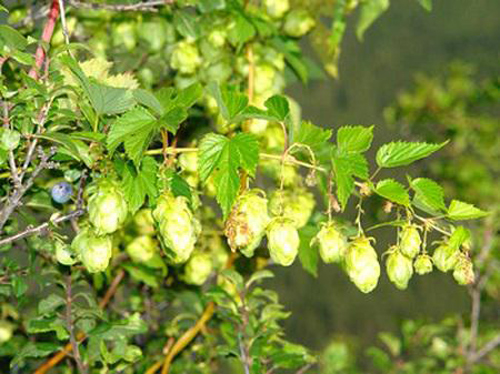 feminol-97-1-ngoisao 1 Rối loạn nội tiết tố nữ, hormone sinh dục nữ estrogen, Feminol, Cân bằng nội tiết tố