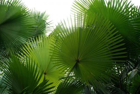 Thuốc chống rụng tóc, Thuốc mọc tóc, Cây cọ lùn ngăn ngừa tóc rụng, Viên chống rụng tóc Byzaky