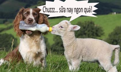 tu the ngu hai huoc, tu the ngu buon cuoi, anh hai huoc, anh cuoi, anh ngu gat, anh ngo nghinh 