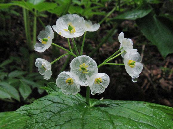 loài hoa cứ mưa là đổi màu, hoa xương, skeleton flower, hoa đổi màu trong suốt