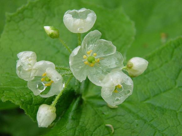 loài hoa cứ mưa là đổi màu, hoa xương, skeleton flower, hoa đổi màu trong suốt