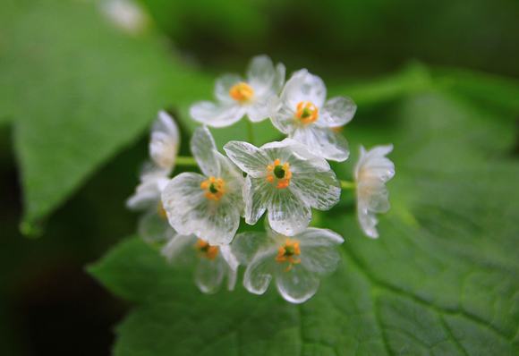 loài hoa cứ mưa là đổi màu, hoa xương, skeleton flower, hoa đổi màu trong suốt