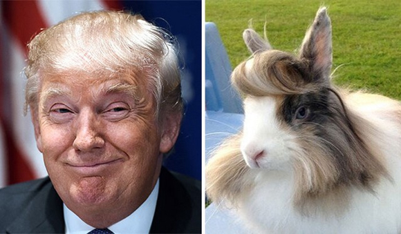 Donald Trump,tỷ phú Donald Trump,ảnh chế tóc của tỷ phú Donald Trump,cười nắc nẻ ảnh chế của Donald Trump