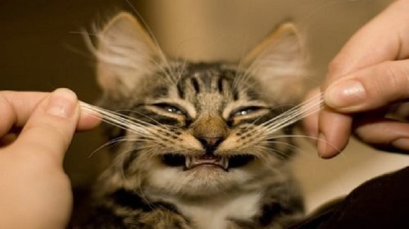'Chết cười' với những hình ảnh hài hước của mèo , hình ảnh hài hước , ảnh cười , thư giãn , cười , tin ngôi sao