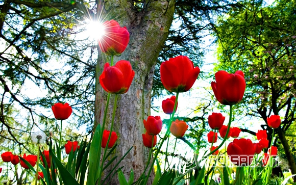 hoa tulip, anh hoa tulip, anh dep hoa tulip, hoa tulip  o ha lan, anh dep ve hoa, tin tuc sao