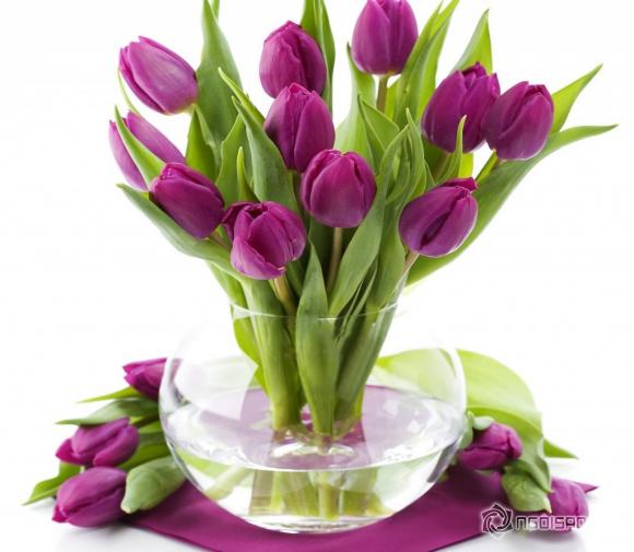 hoa tulip, anh hoa tulip, anh dep hoa tulip, hoa tulip  o ha lan, anh dep ve hoa, tin tuc sao