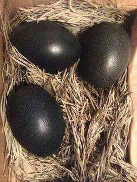 Gà đẻ trứng đen,  trứng gà đen, gà đen, kỳ lạ, tin ngôii sao