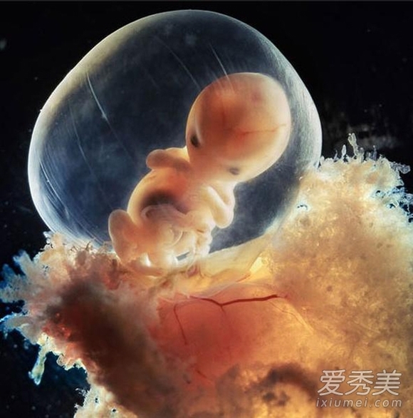 quá trình hình thành và phát triển thai nhi, thụ tinh, thụ thai, thia nhi, khoa học, siêu âm, thu tinh, tin ngôi sao