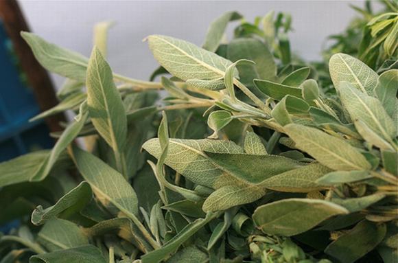 đau họng, chữa đau họng, chữa đau họng hiệu quả, thuốc kháng sinh, tin ngoi sao