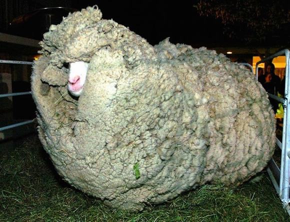 chú cừu có bộ lông khổng lồ, cừu Shrek, cừu có bộ lông khổng lồ, tin ngoi sao