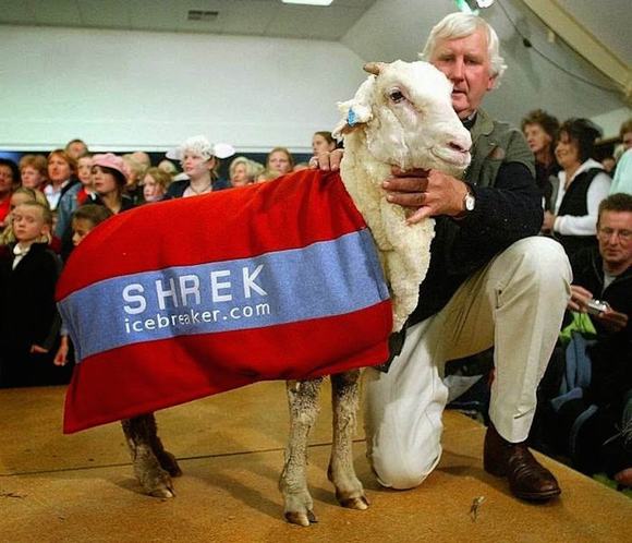 chú cừu có bộ lông khổng lồ, cừu Shrek, cừu có bộ lông khổng lồ, tin ngoi sao