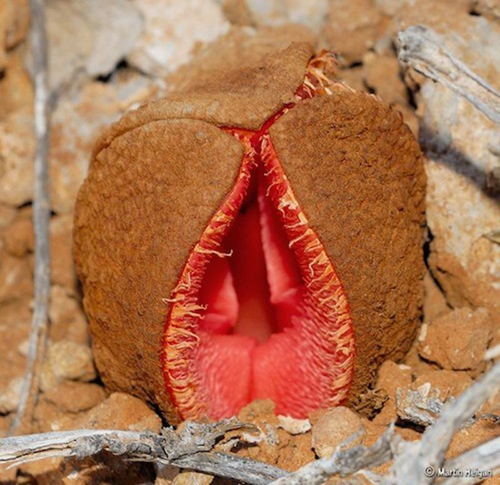 Loài hoa mang hình dáng nhạy cảm, Hydnora africana, Hoa có mùi như phân