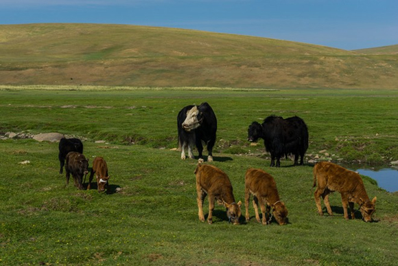 Mông Cổ,đất nước Mông Cổ,bộ ảnh đẹp mê mẩn về Mông Cổ,Mông Cổ hấp dẫn du khách,Mông Cổ thu hút du khách