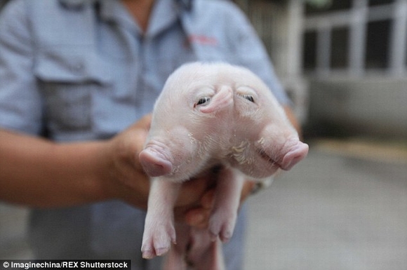 Lợn có hai đầu, kỳ lạ, đột biến gen, kỳ quặc, chuyện lạ, tin ngôi sao
