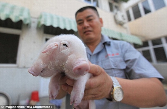 Lợn có hai đầu, kỳ lạ, đột biến gen, kỳ quặc, chuyện lạ, tin ngôi sao
