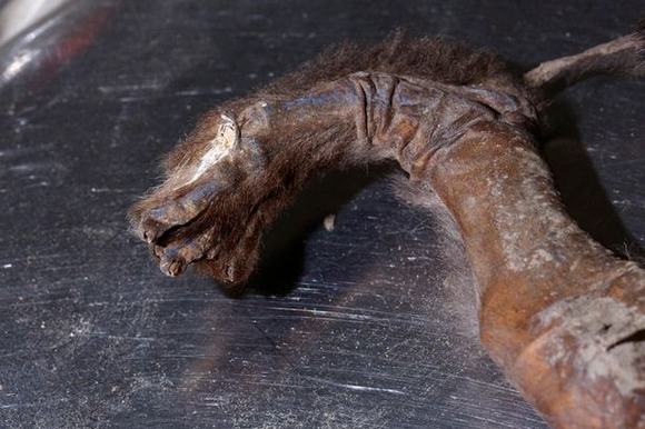 xác ướp, xác ướp chú chó nguyên vẹn, xác ướp nguyên vẹn hơn 12.000 năm, xác ướp nguyên vẹn, xác ướp chú chó, tin, bao