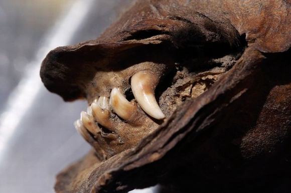xác ướp, xác ướp chú chó nguyên vẹn, xác ướp nguyên vẹn hơn 12.000 năm, xác ướp nguyên vẹn, xác ướp chú chó, tin, bao