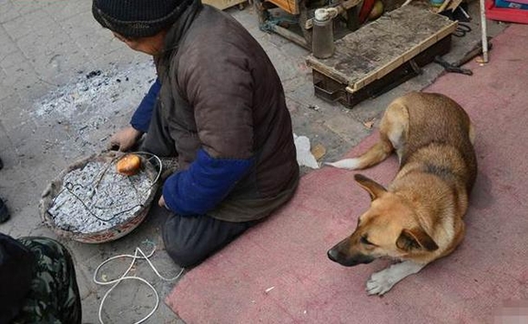 chó đẩy xe lăn cho chủ bị tàn tật, chó đẩy xe lăn cho chủ, chó , câu chuyện cảm động, mưu sinh, cộng đồng, tin ngôi sao