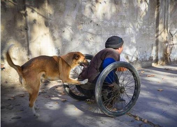chó đẩy xe lăn cho chủ bị tàn tật, chó đẩy xe lăn cho chủ, chó , câu chuyện cảm động, mưu sinh, cộng đồng, tin ngôi sao
