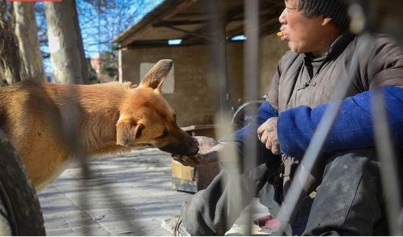 chó đẩy xe lăn cho chủ bị tàn tật, chó đẩy xe lăn cho chủ, chó , câu chuyện cảm động, mưu sinh, cộng đồng, tin ngôi sao