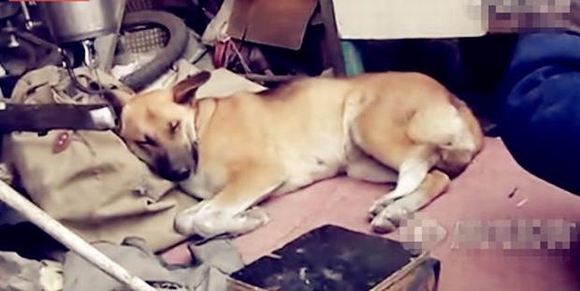 chó đẩy xe lăn cho chủ bị tàn tật, chó đẩy xe lăn cho chủ, chó , câu chuyện cảm động, mưu sinh, cộng đồng, tin ngôi sao