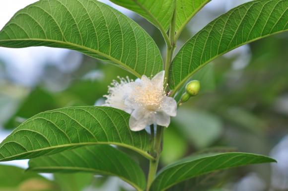 công dụng của lá ổi, hỗ trợ giảm cân, giảm lượng đường trong máu, bệnh răng miệng