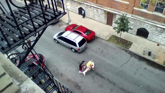 Chó tấn công người, chó cắn người giữa phố, chó, ngoi sao, cộng đồng