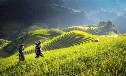View - Tỉnh nào có diện tích ruộng bậc thang lớn nhất Việt Nam?