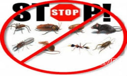 côn trùng, côn trùng chết người, côn trùng gây bỏng da, con trung, côn trùng gây tử vong