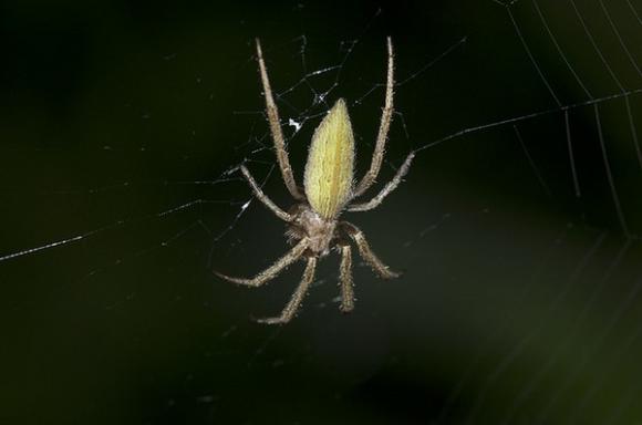 nhện độc, nhện vũ phu, nhện độc ác, các loài nhện nguy hiểm