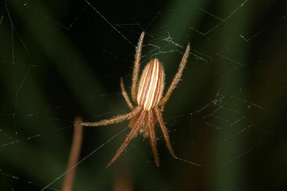 nhện độc, nhện vũ phu, nhện độc ác, các loài nhện nguy hiểm