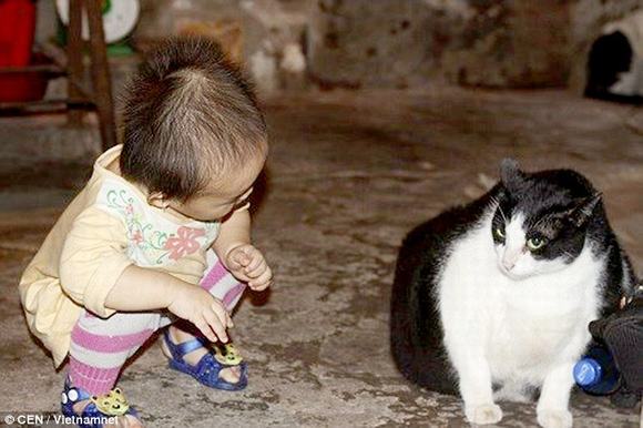 chú mèo lớn nhất thế giới, chú mèo, chú mèo lớn nhất thế giới khiến báo Anh kinh ngạc, chú mèo béo nhất thế giới, mèo, chú mèo lớn nhất thế giới ở Việt Nam, tin, bao