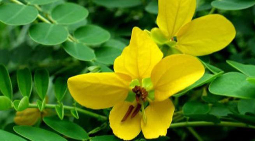 giam-can-1912-1-ngoisao 2 Giảm cân, giảm cân nhanh tại nhà, Thảo Quyết Minh