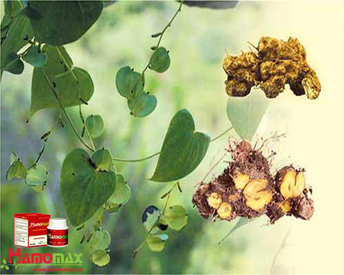 benh-tim-mach-2512-3-ngoisao 3 TPCN Hamomax, Đột quỵ, huyết áp cao