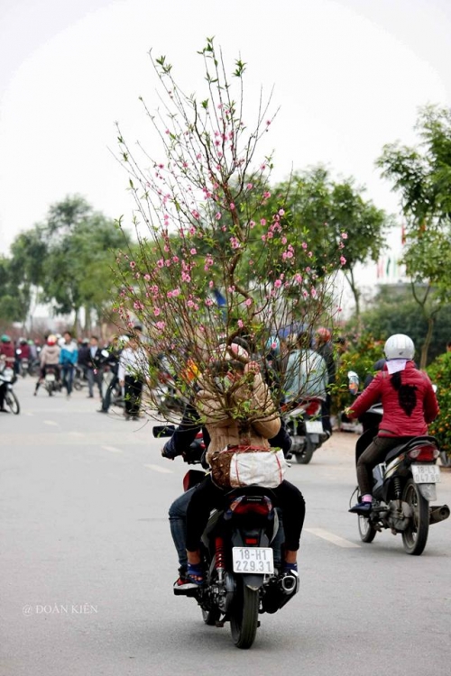 Tết nguyên đán, Chợ hoa ngày tết, Tết Bính Thân 2016